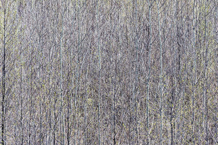Dry small tree crowns on the swamp area.