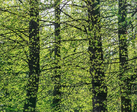 Trees in the city park at spring day time.