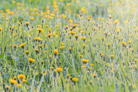 Dandelion flowers on the meadow at sunset time.