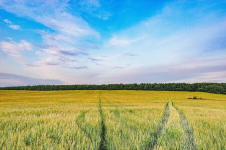Field with rye at sunset time.の写真素材
