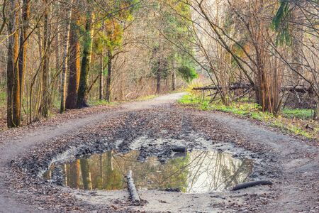Dirty road in the autumn forest at evening time.の写真素材