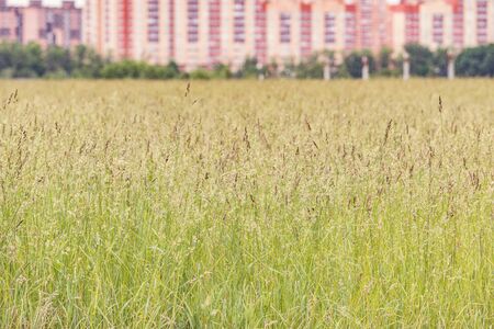 Grass on the meadow by the city.