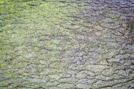 Green moss on the pine tree bark surface.の写真素材
