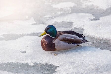 Male duck on the frozen lake surface at sunny day.の写真素材
