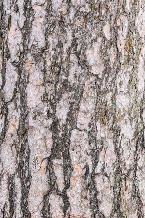 Pine tree bark texture.