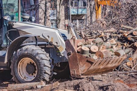Sawed off sections of thick round tree trunks in the tractor bucket on the construction site.の写真素材