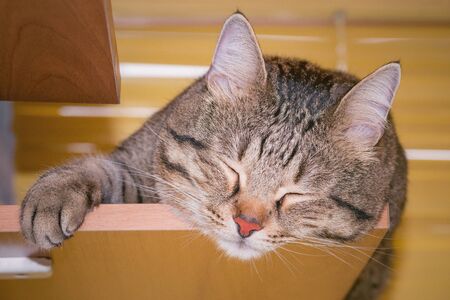 Close up image of the gray cat.の写真素材