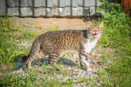 Cat by the gate at sunny day time.の写真素材