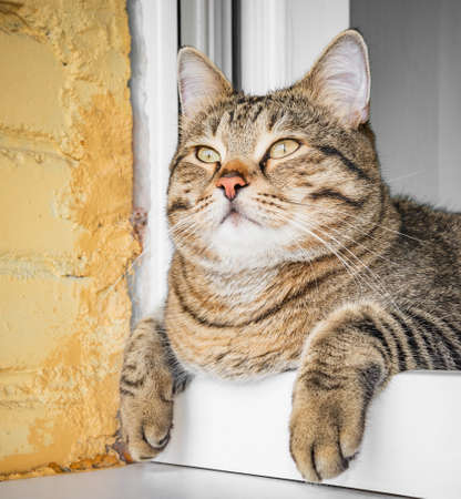 Close up image of the domestic male cat.の写真素材