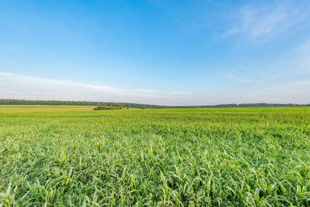 Corn green field at summer sunset time.の写真素材