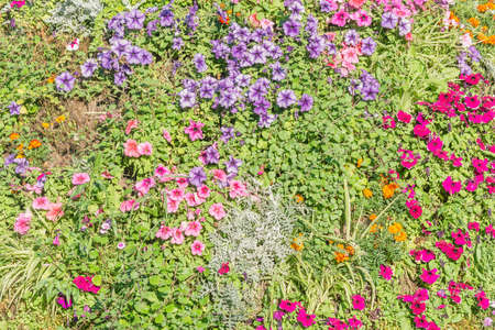Colorful flowers on the flowerbed at summer time.の写真素材