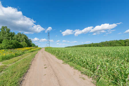 Road by the field at summer day time.の写真素材