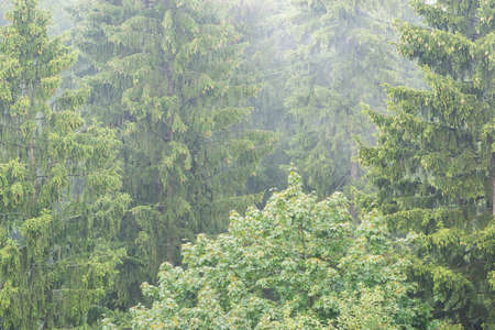 Aerial view of the forest at rainy summer day.の写真素材