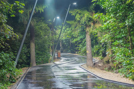 Asphalt road in the city forest at rainy evening time.の写真素材