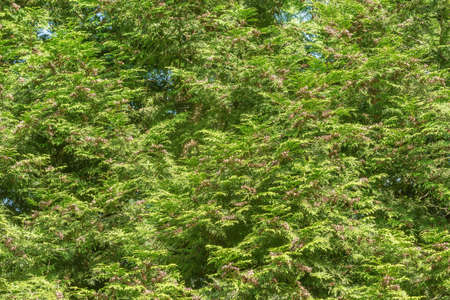 Green plants of thuja along the brick fence.の写真素材
