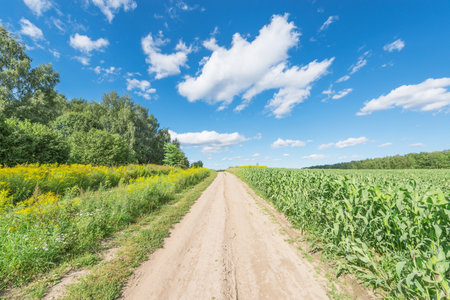 Road by the field at summer day time.の写真素材