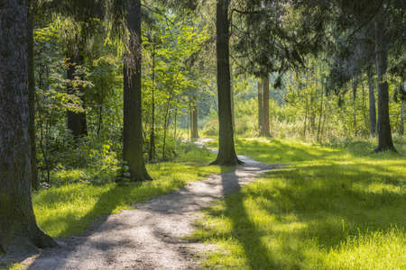 Path in the forest at summer sunset time.の写真素材