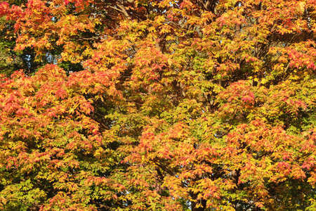 Maple trees in the city park at autumn day time.の写真素材