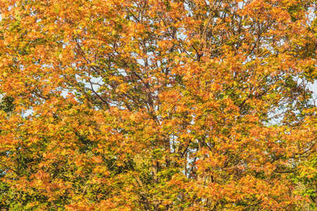 Maple trees in the city park at autumn day time.の写真素材
