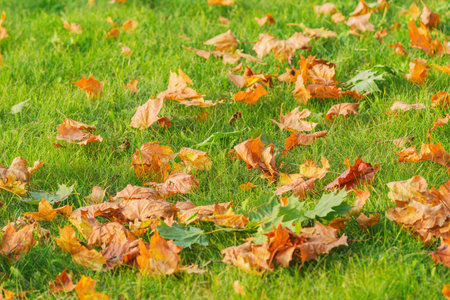 Maple leaves on the grass in the city park at autumn day time.の写真素材
