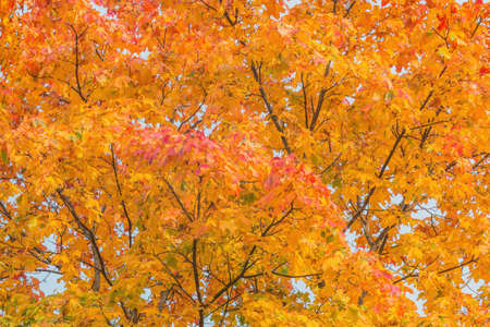 Maple trees in the city park at autumn day time.の写真素材