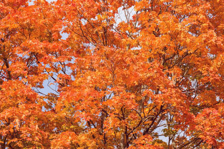 Maple trees in the city park at autumn day time.の写真素材