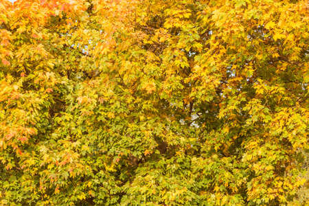 Maple trees in the city park at autumn day time.の写真素材