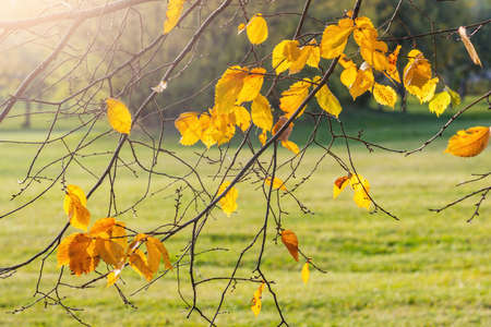 Yellow leaves on the tree in the city park at autumn sunset.の写真素材