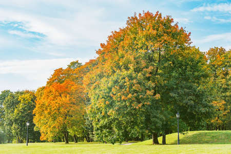 Trees by the meadow in the autumn city park.の写真素材