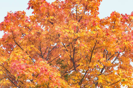 Maple trees in the city park at autumn day time.