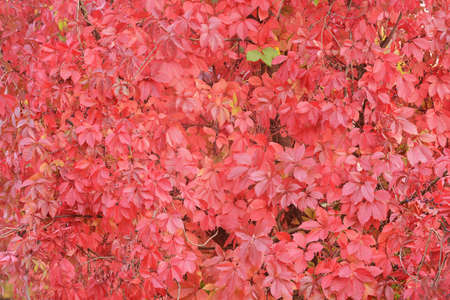 Red leaves on the fence at autumn.の写真素材