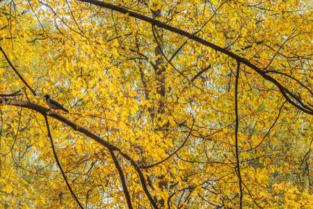 View of the trees branches and crow in the city park at autumn day time.の写真素材