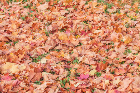 Dry maple leaves on the green grass in the autumn city park.の写真素材