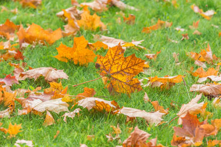 Dry maple leaves on the green grass in the autumn city park.の写真素材