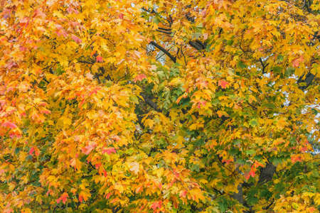 Maple trees in the city park at autumn day time.の写真素材