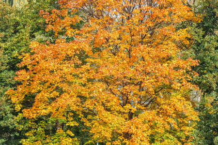 Maple trees in the city park at autumn day time.の写真素材