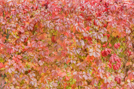 Red leaves on the fence at autumn.の写真素材