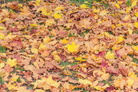 Dry maple leaves on the green grass in the autumn city park.の写真素材