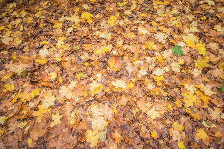 Dry maple leaves on the ground in the autumn city park.の写真素材