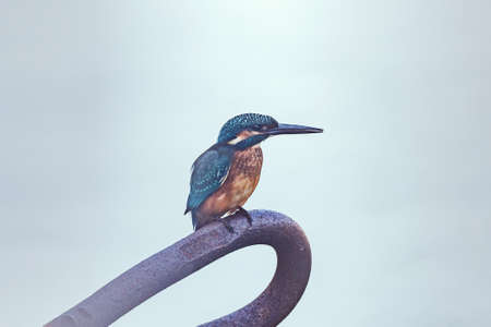 Common kingfisher bird on the metal construction.の写真素材