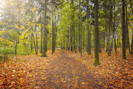 View of the autumn forest at wet evening time.の写真素材