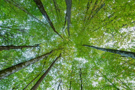 Trees in the forest at evening time.の写真素材