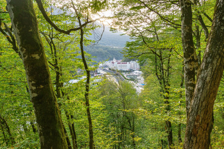 Trees in the mountain forest near Roza Khutor at evening time. Adler district. Russia.の写真素材