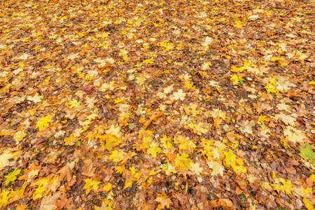 Dry maple leaves on the ground in the autumn city park.の写真素材