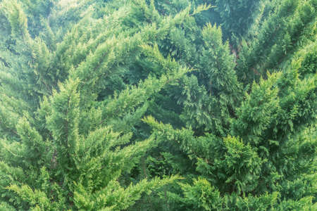 Green plants of thuja along the brick fence.の写真素材