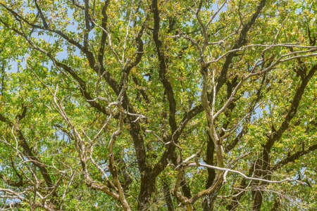 Tree branches in the city park at sunny day time.の写真素材