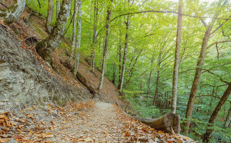 Touristic path in the mountain forest at evening time.の写真素材
