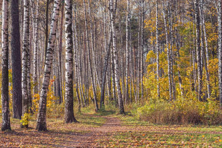 View of the autumn birch tree grove at day time.の写真素材
