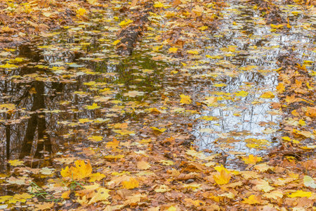 Yellow leaves in the puddle in the forest.の写真素材