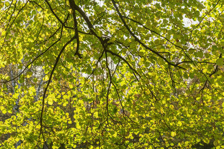 Large-leaved lime or large-leaved linden at autumn time.の写真素材